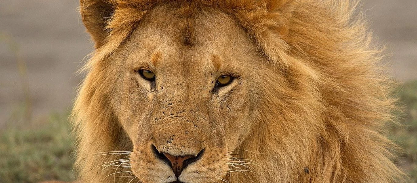 Τσεχία: Μολύνθηκαν από κορωνοϊό ένας γορίλας και δύο λιοντάρια